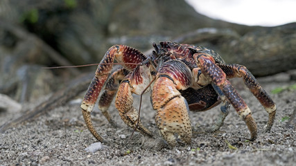 10 Incredible Coconut Crab Strengths of the Mighty”